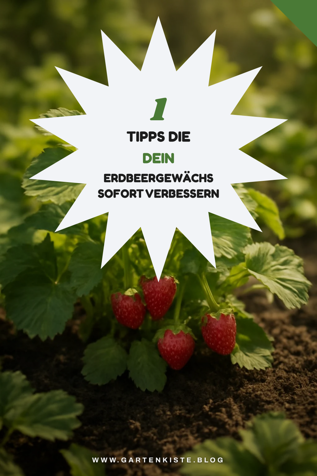 Diese 5 Tipps helfen dir beim Erdbeerpflanzen kaufen