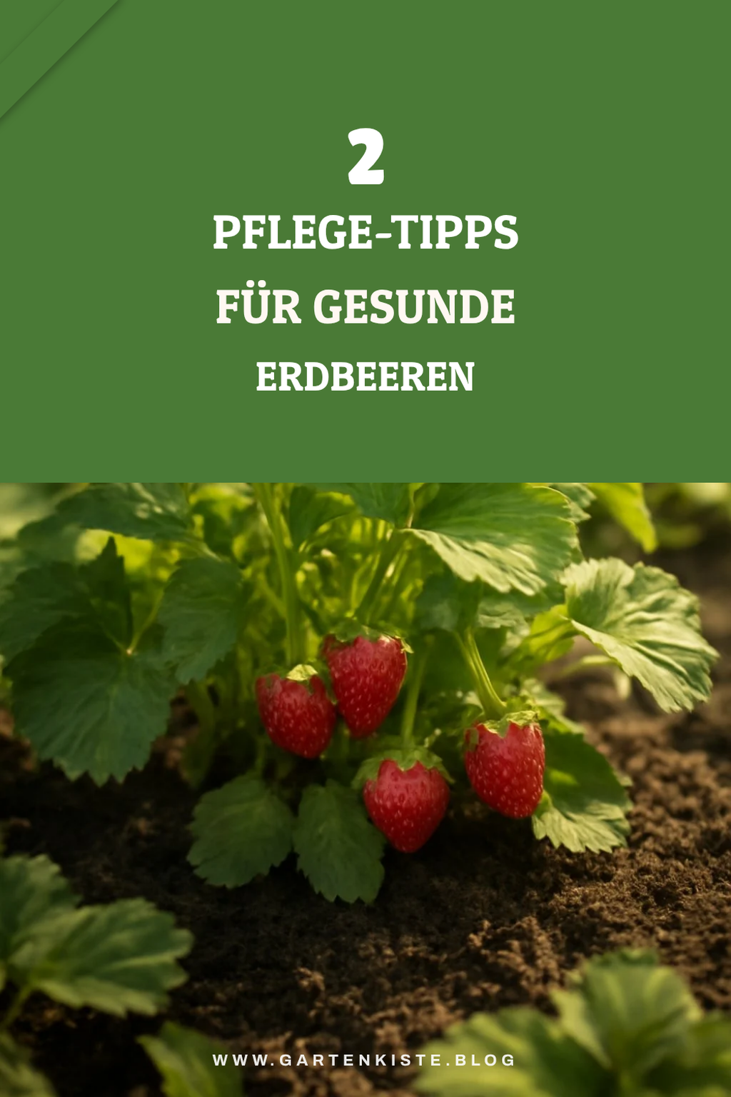 So pflegst du deine Erdbeerpflanzen richtig