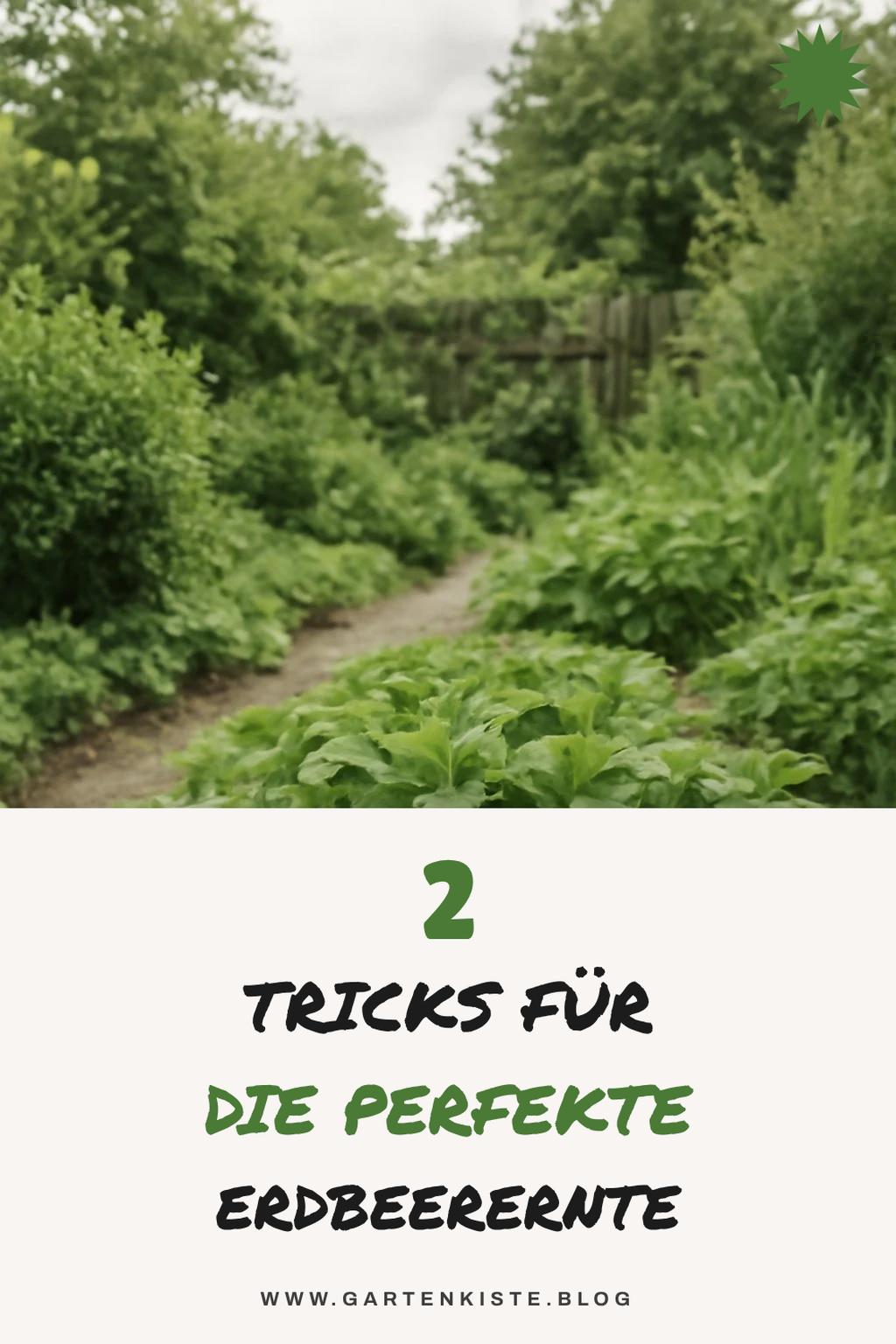Tipps zur Ernte und Lagerung von Erdbeeren