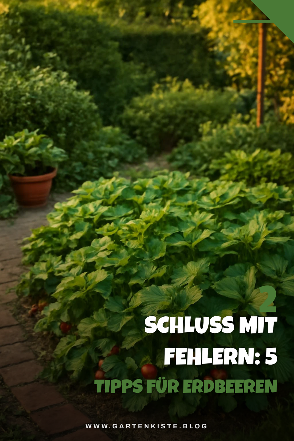 Häufige Fehler beim Pflanzen von Erdbeeren