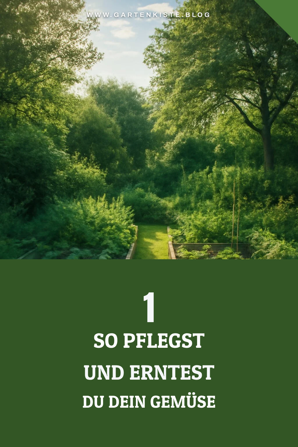 Pflege und Ernte deines Gemüsegartens