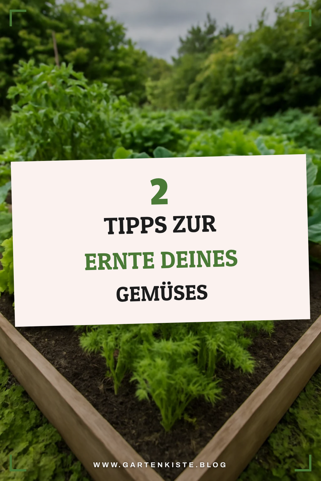 Erntezeit: Wann und wie erntest du Gemüse?