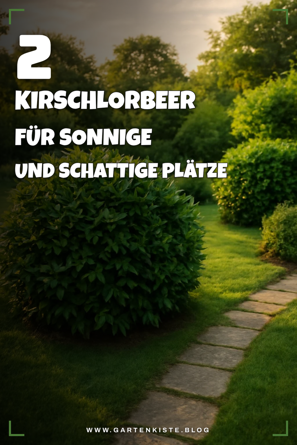 Die besten Kirschlorbeer für verschiedene Standorte