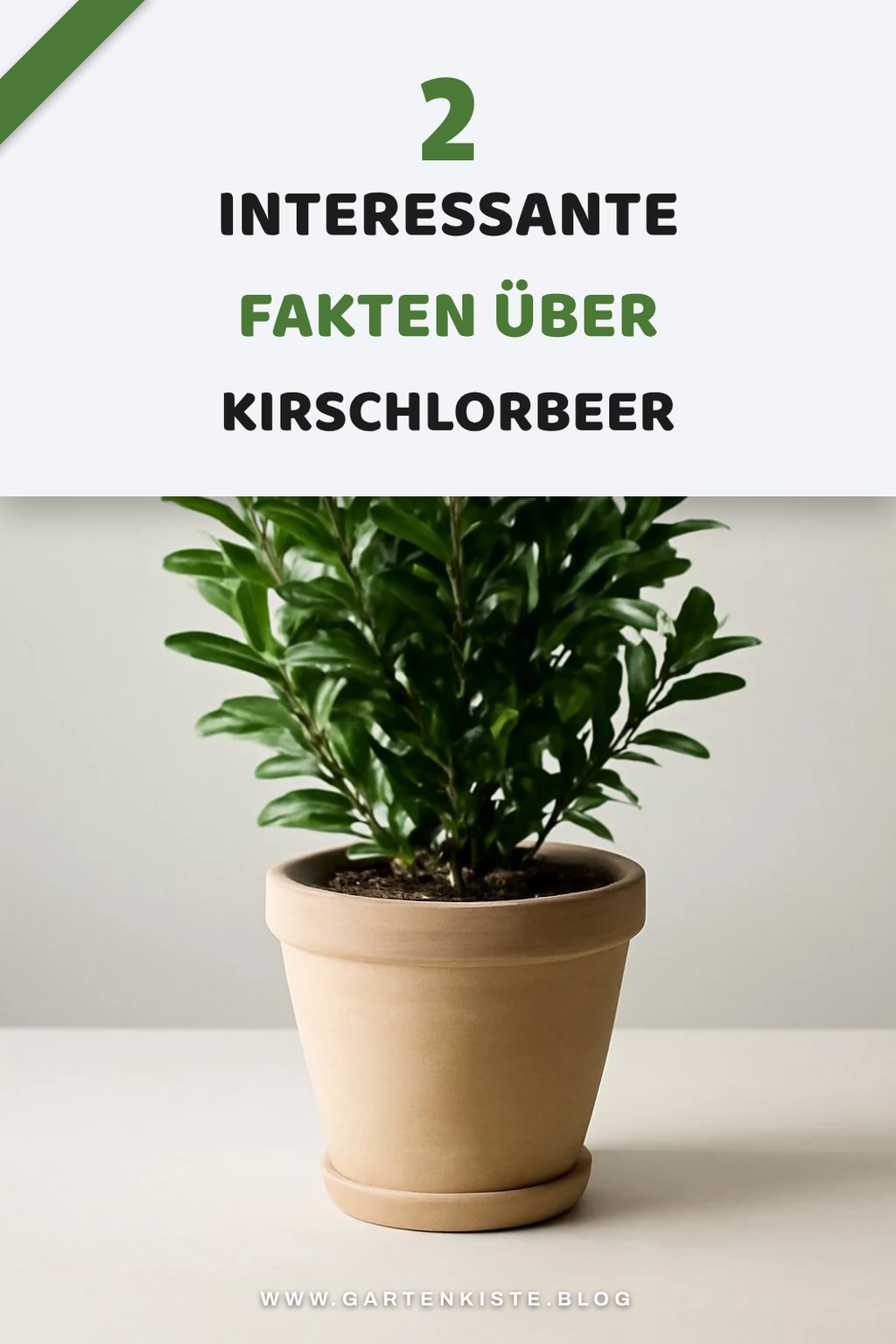 Wissenswertes über Kirschlorbeer