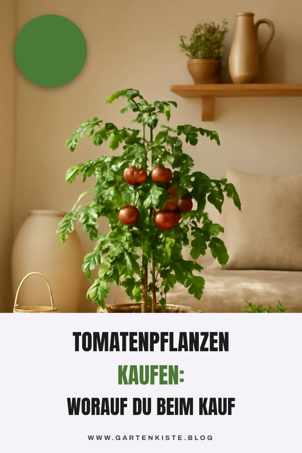 Tomatenpflanzen Kaufen: Worauf du beim Kauf achten musst