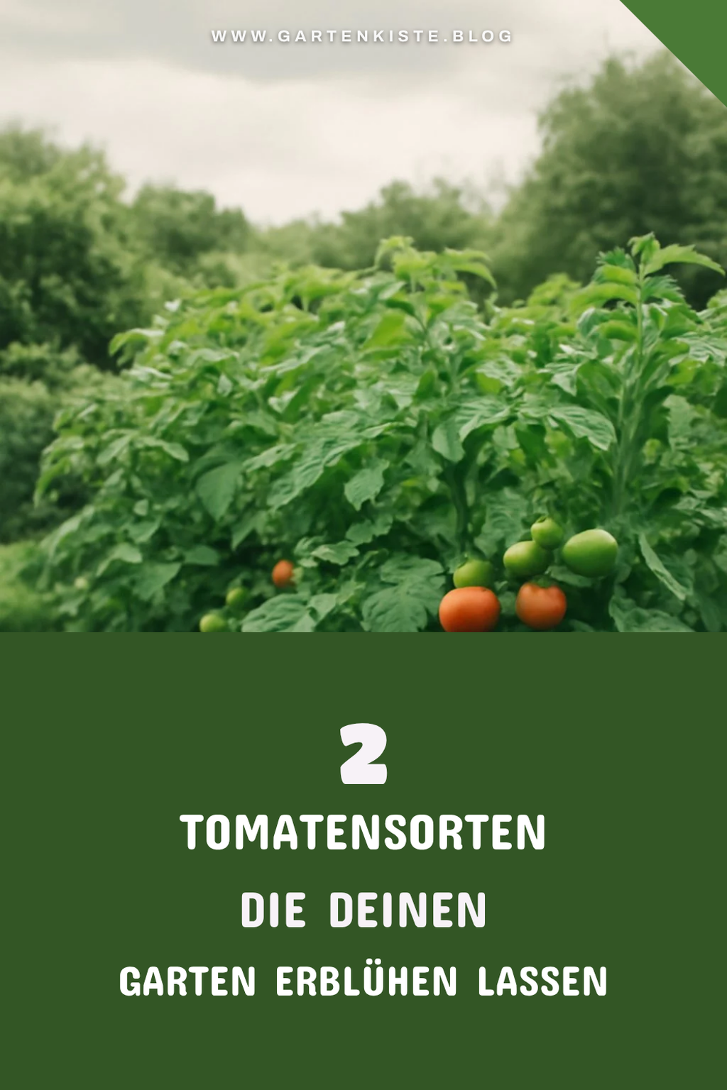 Die besten Tomatensorten für deinen Garten