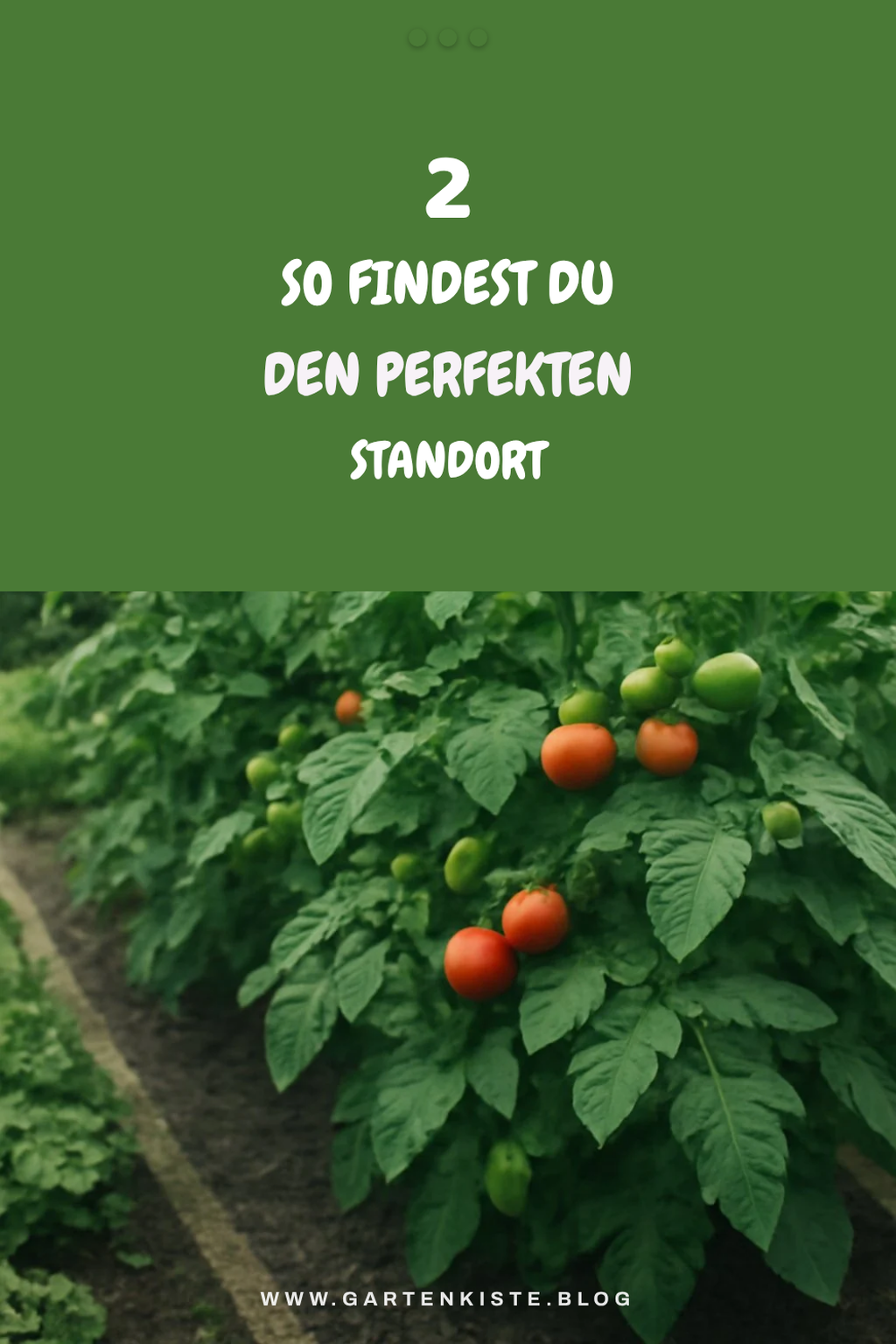 Die besten Anbauorte für Tomaten