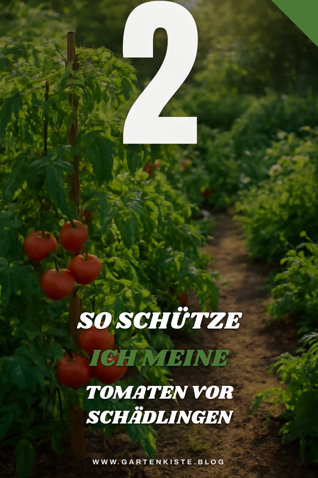 Krankheiten und Schädlinge bei Tomaten