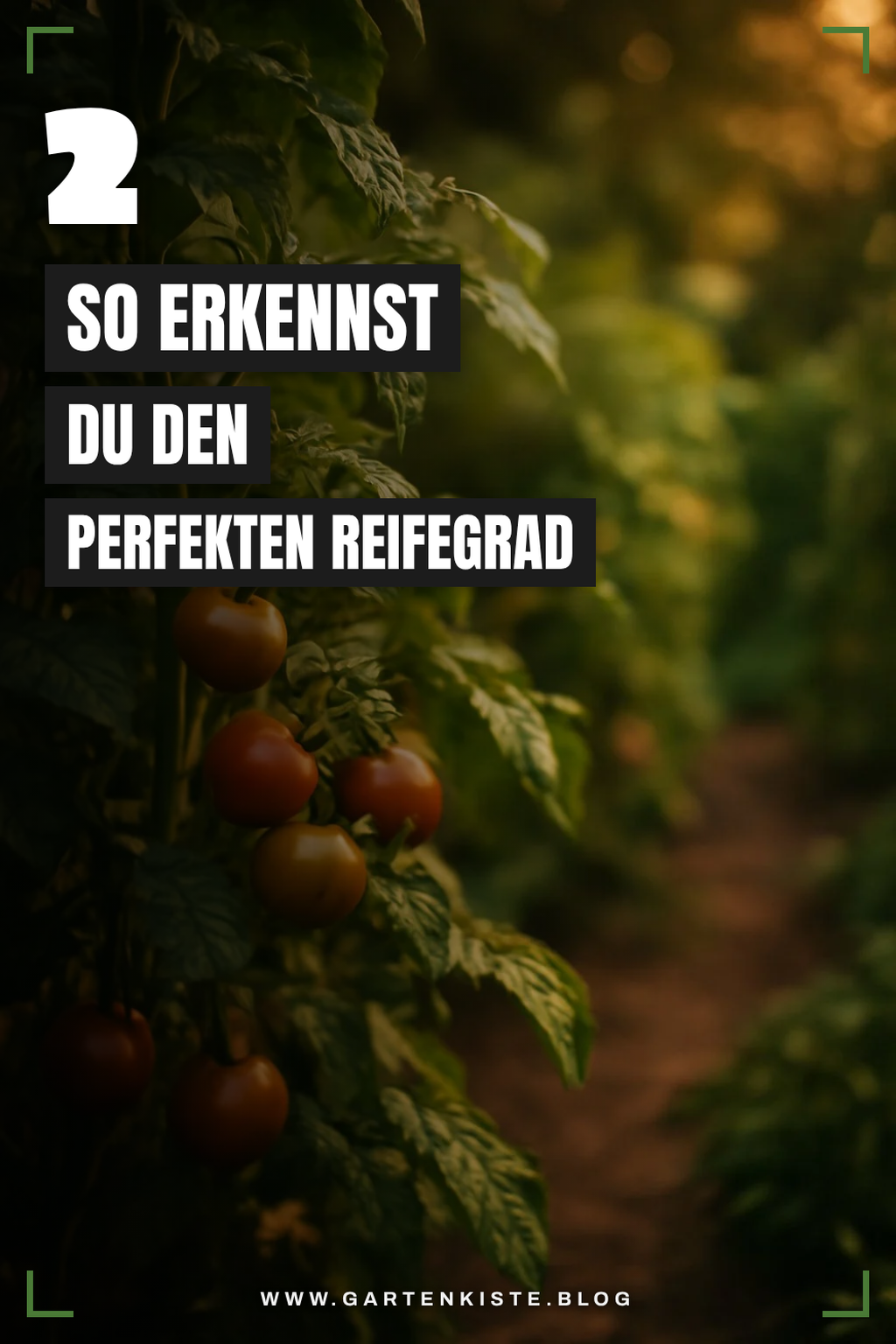 Die richtige Erntezeit für Tomaten