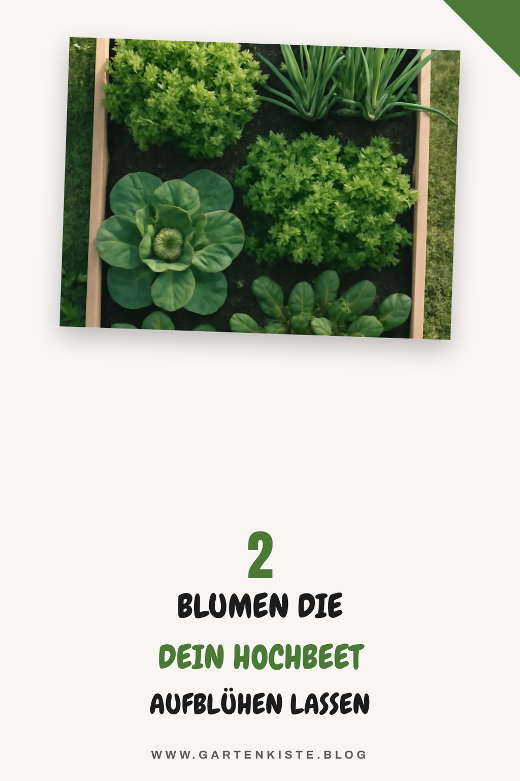 Diese 3 Blumen machen dein Hochbeet bunt