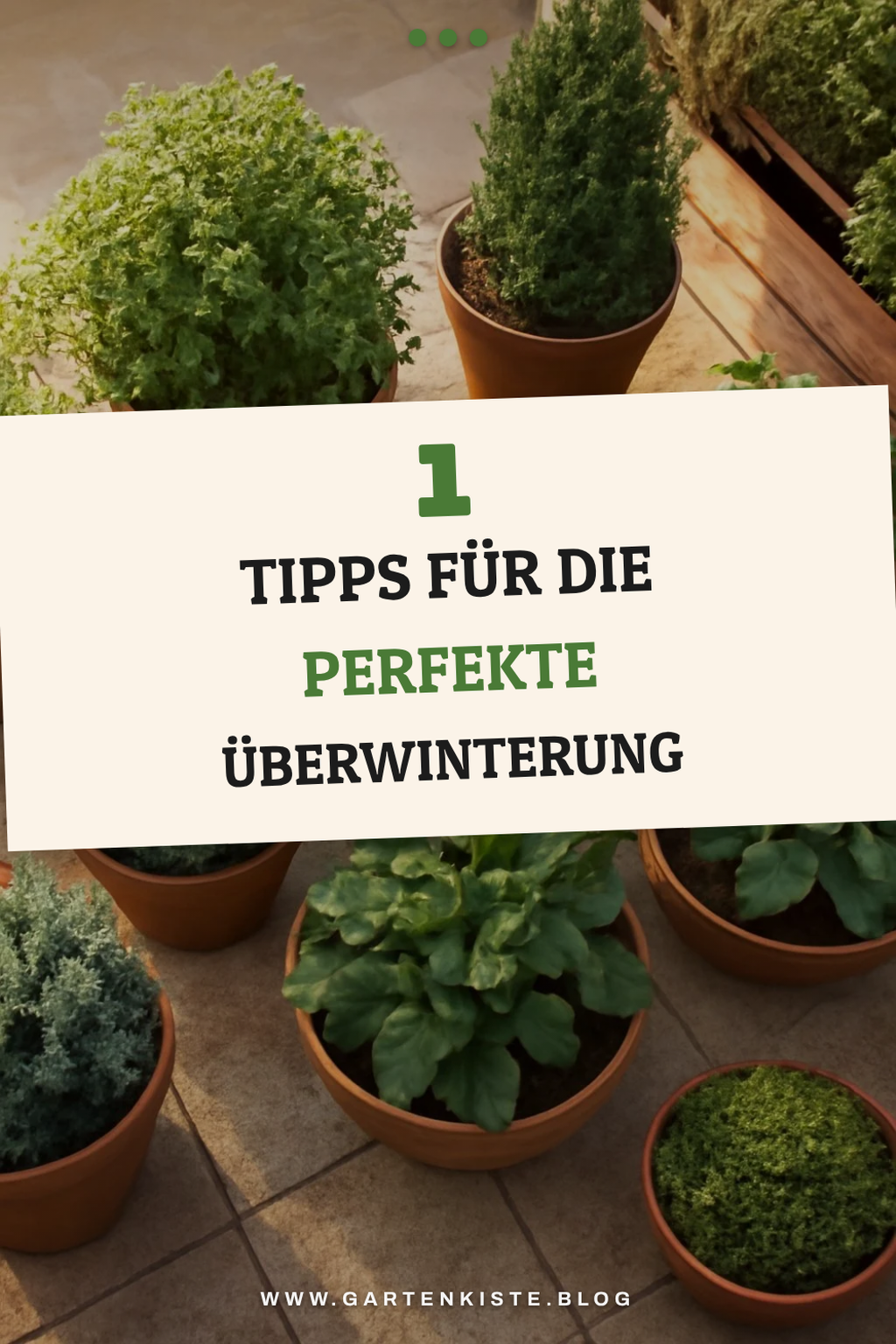 So überwintern deine Balkonpflanzen erfolgreich