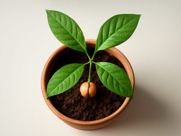 Avocado Kern Einpflanzen Anleitung: 6 Schritte zum Ergebnis