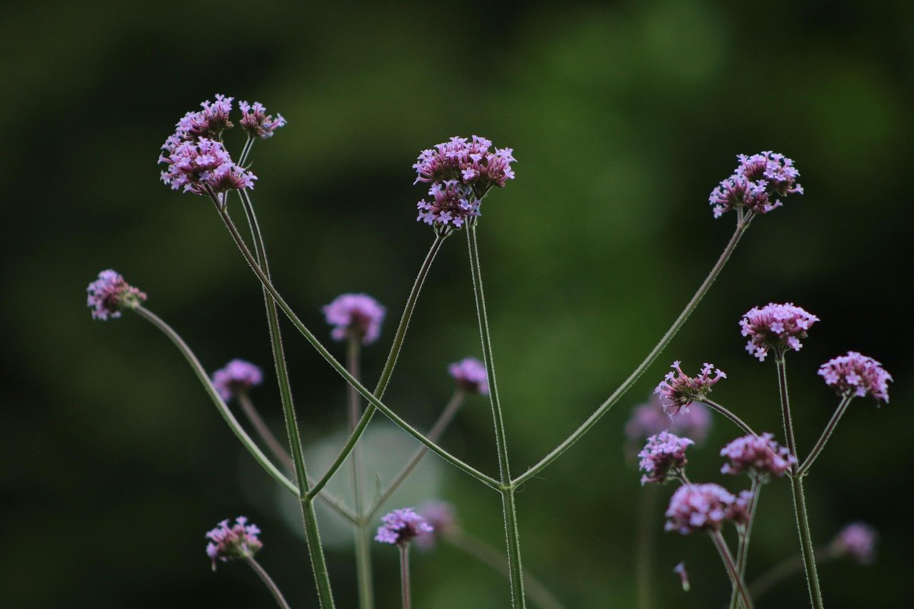 So gestaltest du einen blühenden Garten