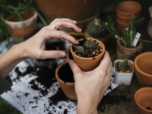 Blumenkasten bepflanzen: Ideen mit Bildern