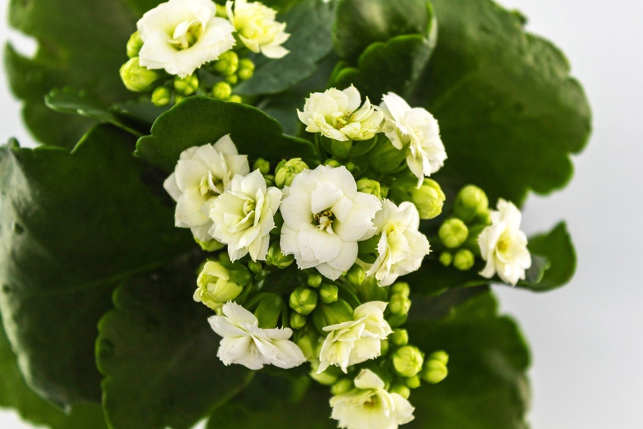Christrosen vor Frost schützen