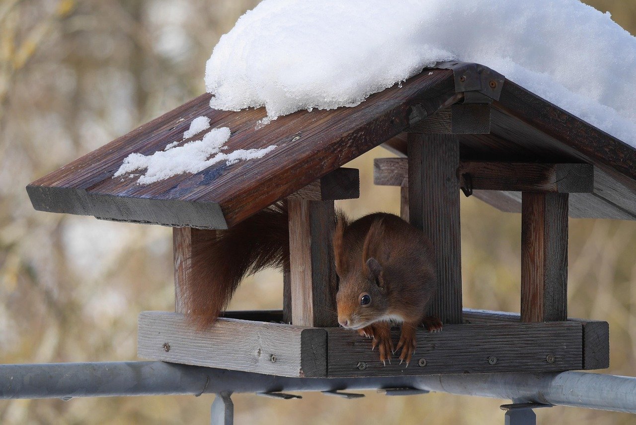 Eichhörnchen Füttern im Winter sinnvoll ohne Vorkenntnisse