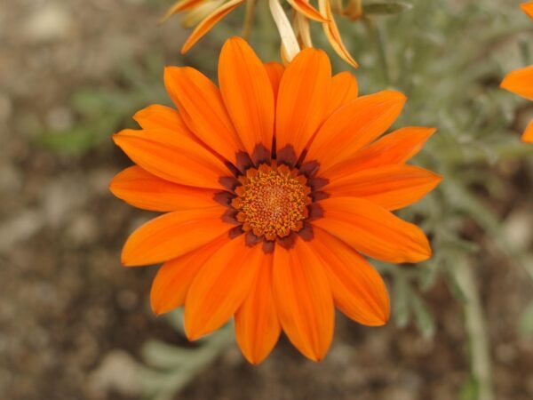 Erntekalender 2026: Die 10 besten Tipps für deinen Garten