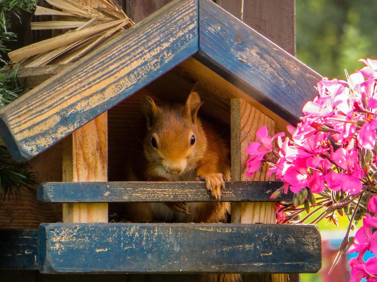 Futterhaus im Garten richtig aufstellen in 10 Schritten