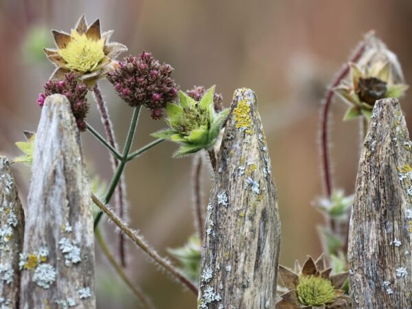 Gartenarbeit im Herbst: die wichtigsten Tipps