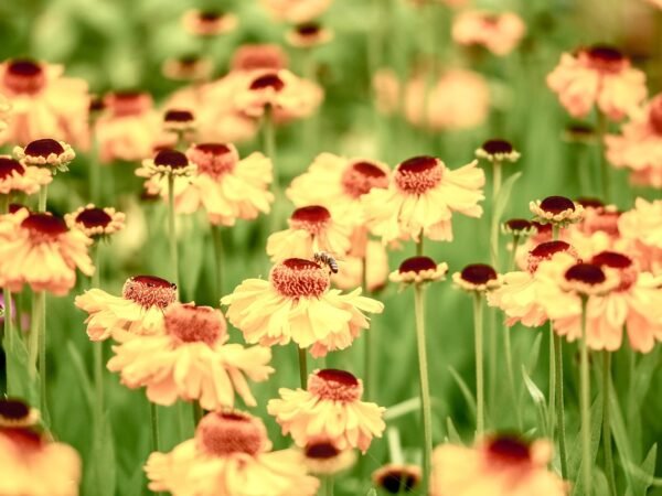 Gartenjahr planen für das neue Jahr: der ehrliche Vergleich