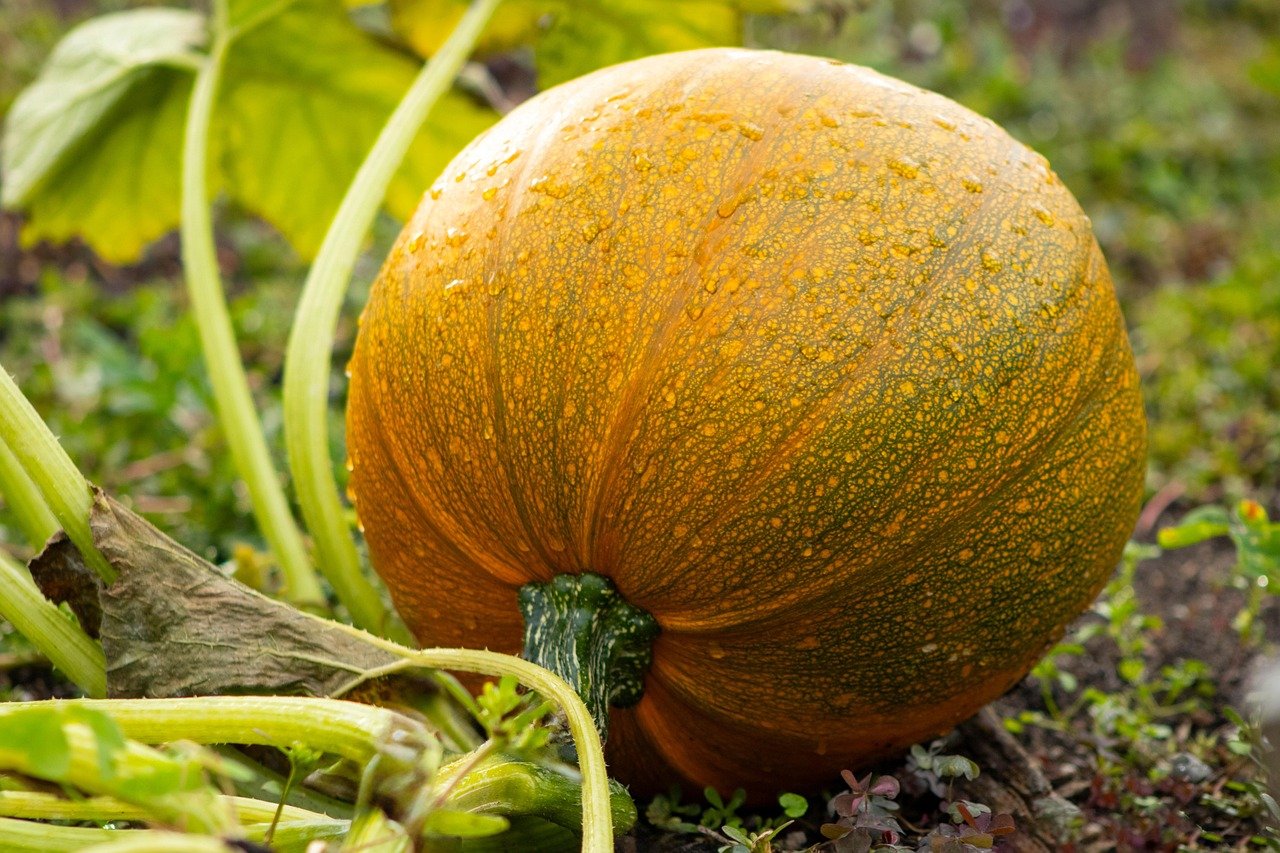 Halloween Fotoecke im Garten gestalten — so geht es richtig