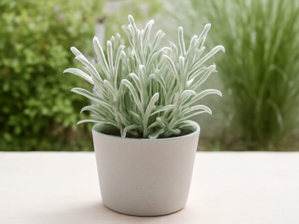 Herbstpflanzen Silber — 11 einfache Varianten