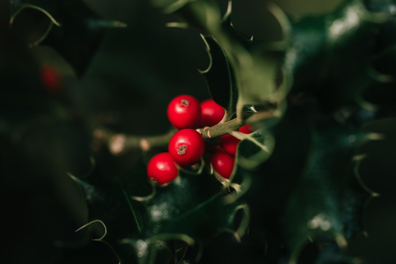 Ilex Zweige für die Weihnachtsdeko schneiden in 9 Schritten