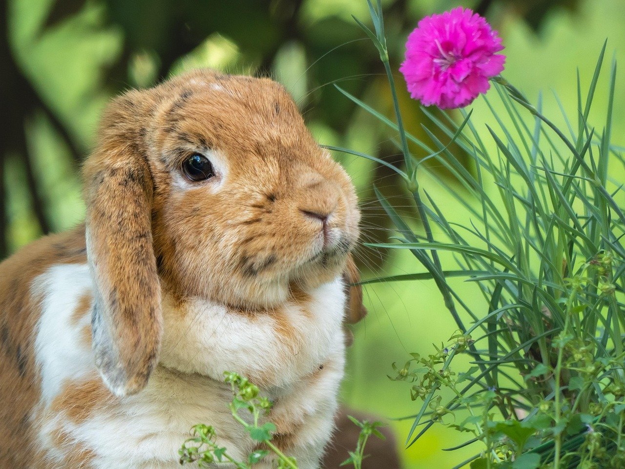 Kleinen Garten pflegeleicht gestalten in 5 Schritten