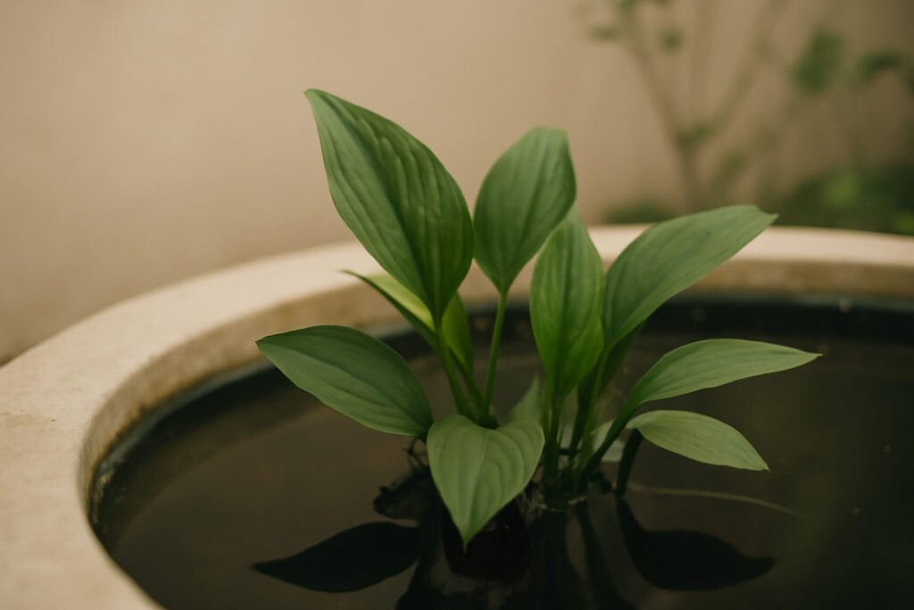Laub aus Gartenteich entfernen: 5 Lösungen, die helfen