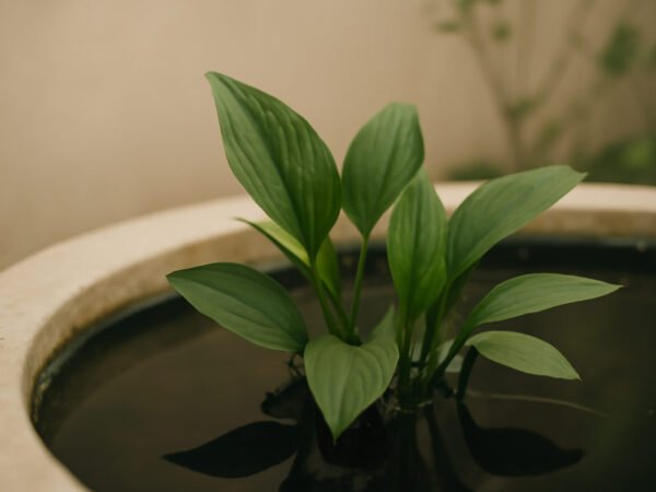 Laub aus Gartenteich entfernen: 5 Lösungen, die helfen