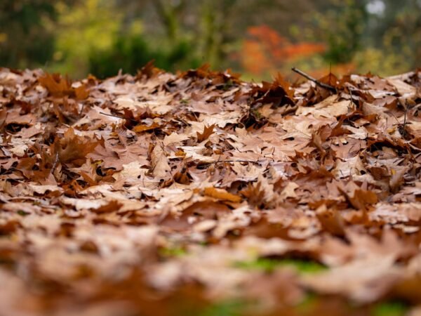 Laub im Frühling entfernen: was wirklich hilft