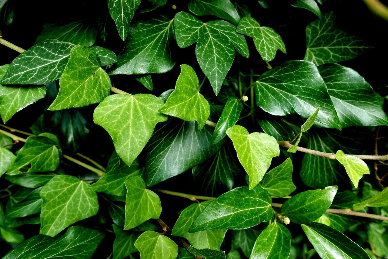 Laub Nachbars Garten entfernen: was wirklich hilft — Hero-Aufnahme