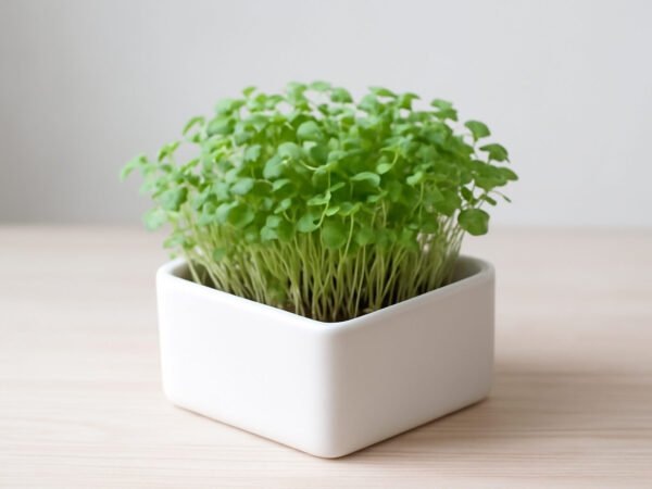 Microgreens auf der Fensterbank ziehen — günstig statt teuer