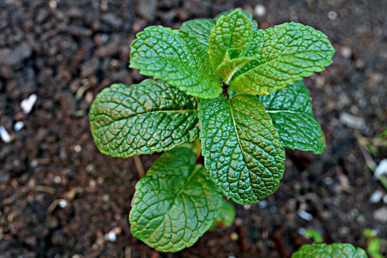 Mischkultur im Gemüsebeet planen in 9 Schritten