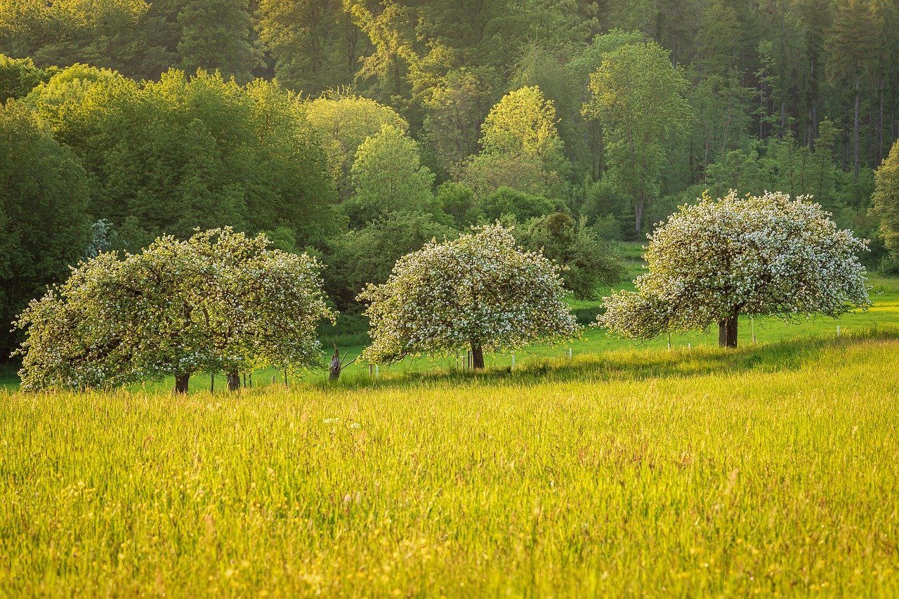 Obstbäume schneiden ab wann im Winter: was wirklich hilft — Hero-Aufnahme