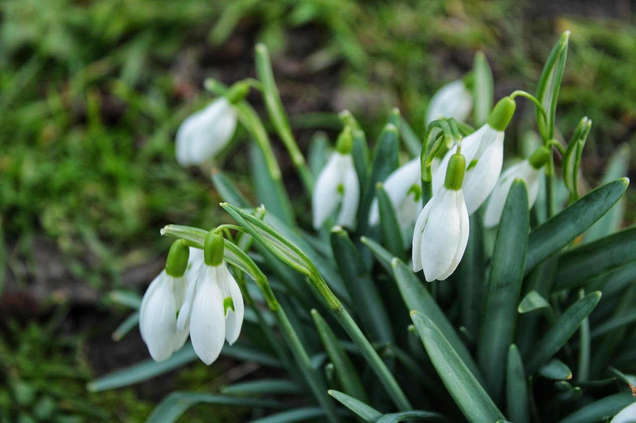 So verschönerst du deinen Garten mit Schneeglöckchen