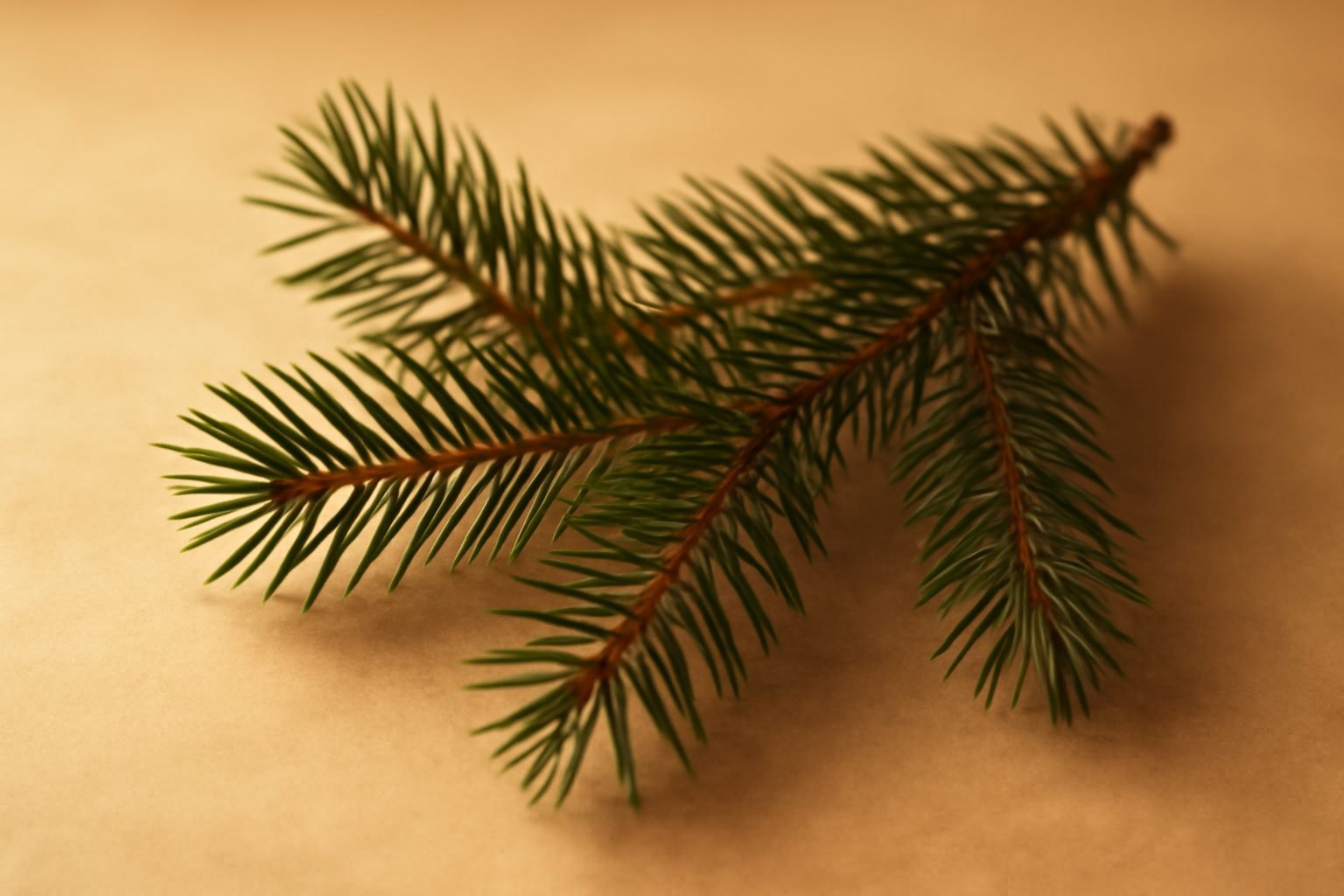 Tannenzweige schneiden für die Adventsdeko in 6 Schritten