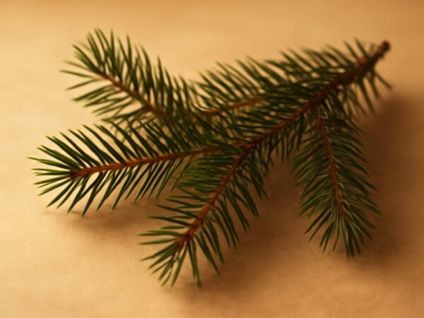 Tannenzweige schneiden für die Adventsdeko in 6 Schritten