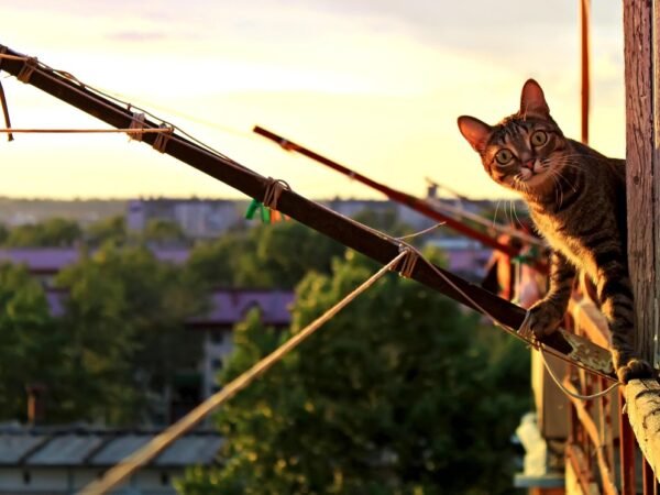 Tomaten pflanzen für den Balkon: 11 Modelle im Vergleich