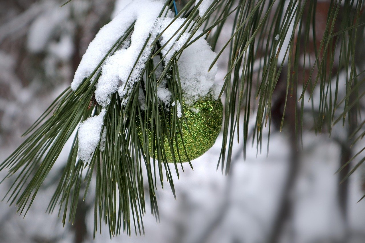 Weihnachtsbaum im Topf draußen lagern ohne Vorkenntnisse