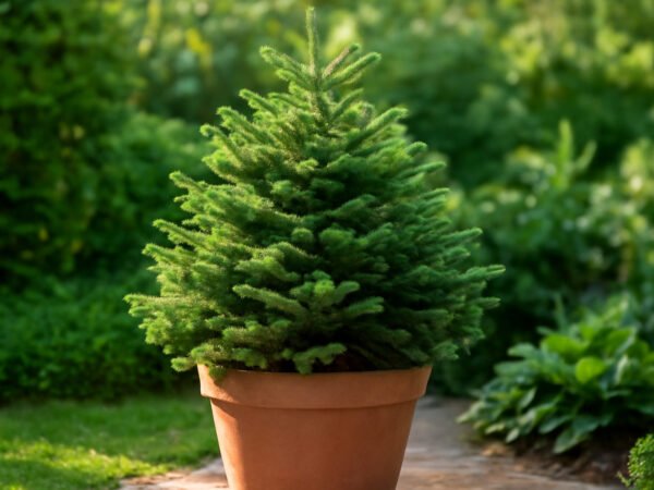 Weihnachtsbaum im Topf draußen lagern ohne Vorkenntnisse