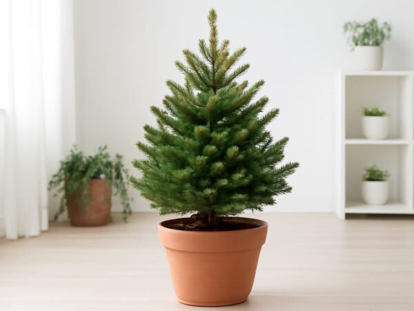 Weihnachtsbaum im Topf kaufen und pflegen