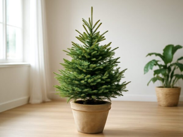 Weihnachtsbaum nach Weihnachten Einpflanzen in 6 Schritten
