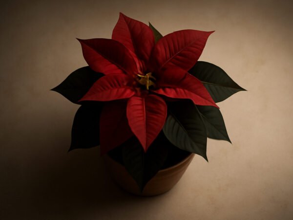 Weihnachtsstern Pflanze für zuhause — 10 einfache Varianten