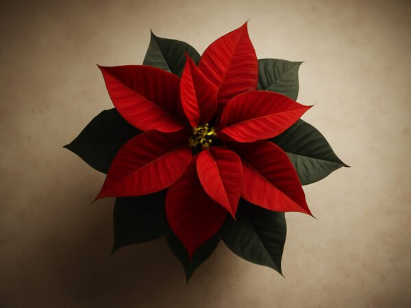 Weihnachtsstern Pflanze mit Anleitung ohne Vorkenntnisse