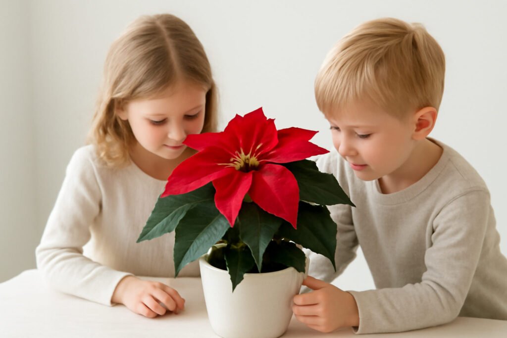 Weihnachtsstern Pflanze mit Kindern: was wirklich hilft