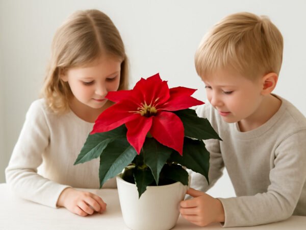 Weihnachtsstern Pflanze mit Kindern: was wirklich hilft