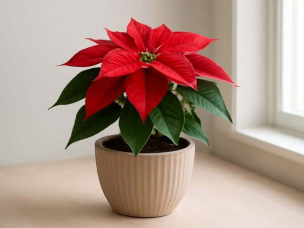 Weihnachtsstern Ruhephase — günstig statt teuer