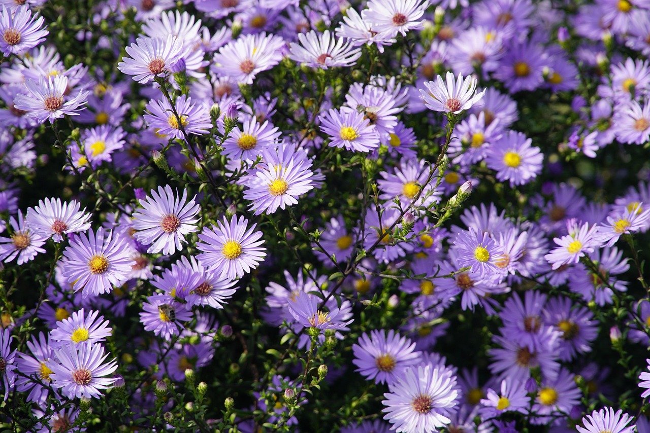 Welche Blumen im Herbst pflanzen — woran es meistens liegt — Hero-Aufnahme