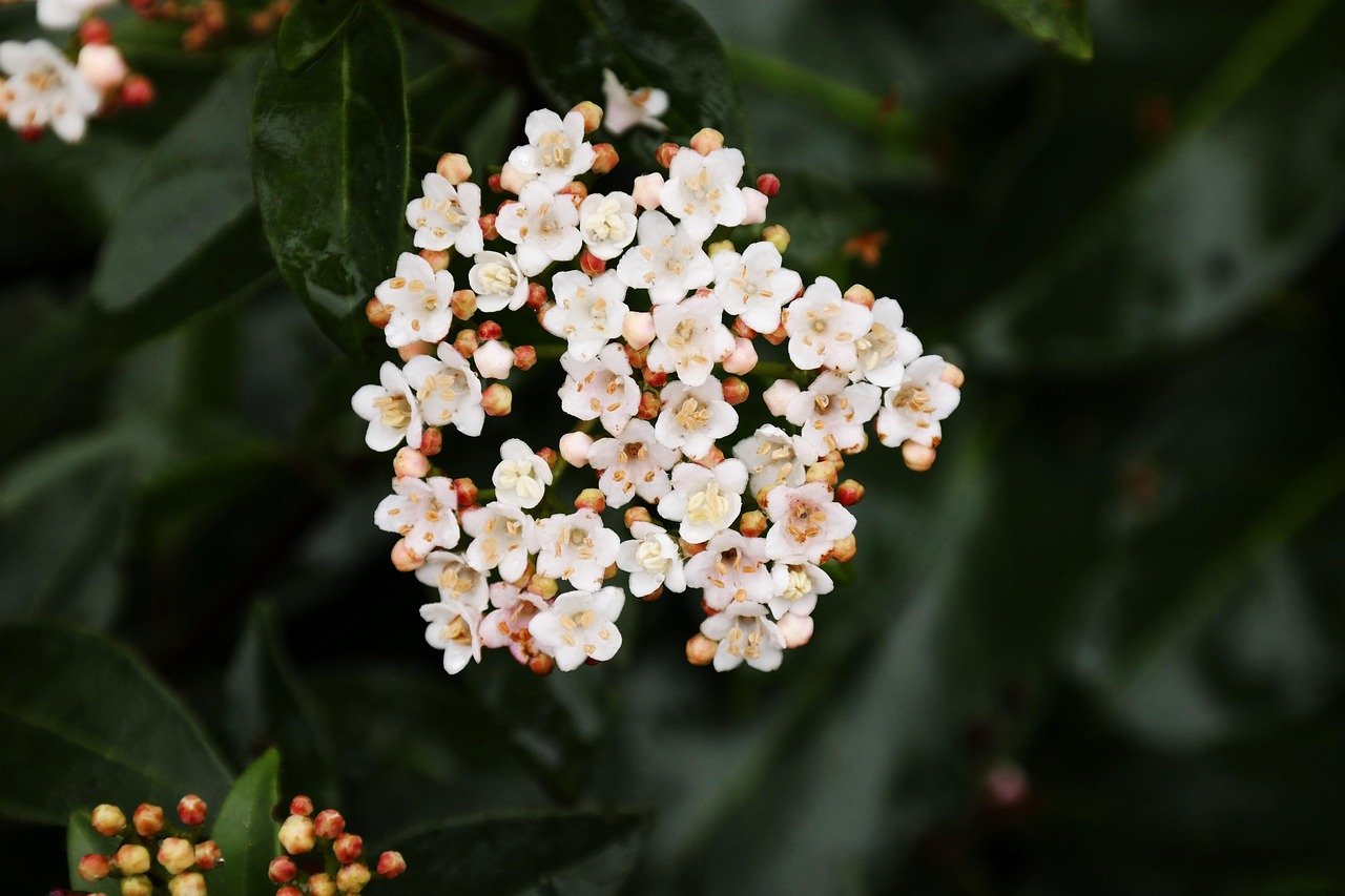 Winterblühende Sträucher für den Garten in 6 Schritten